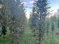 Partij carpinus betulus haagbeuk (circa 155 stuks) - afbeelding 8 van  10