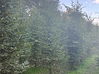Partij carpinus betulus haagbeuk (circa 155 stuks)