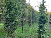 Partij carpinus betulus haagbeuk (circa 155 stuks) - afbeelding 4 van  10