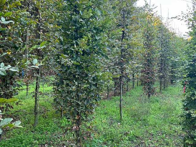 Partij carpinus betulus haagbeuk (circa 155 stuks) - afbeelding 5 van  10