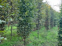 Partij carpinus betulus haagbeuk (circa 155 stuks) - afbeelding 5 van  10