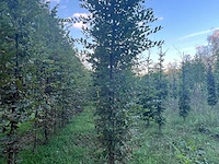 Partij carpinus betulus haagbeuk (circa 155 stuks) - afbeelding 6 van  10