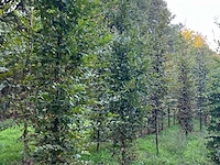Partij carpinus betulus haagbeuk (circa 155 stuks) - afbeelding 9 van  10