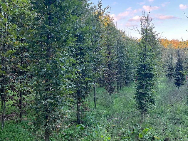 Partij carpinus betulus haagbeuk (circa 155 stuks) - afbeelding 10 van  10