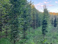 Partij carpinus betulus haagbeuk (circa 155 stuks) - afbeelding 10 van  10