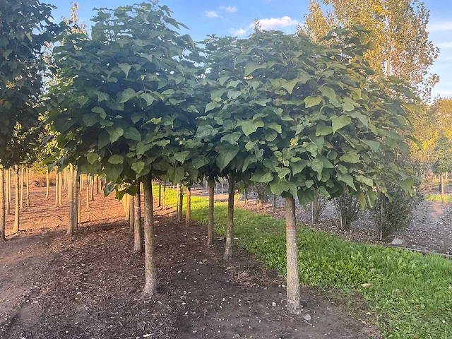 Partij catalpa bignonioides nana bomen (circa 108 stuks) - afbeelding 3 van  7