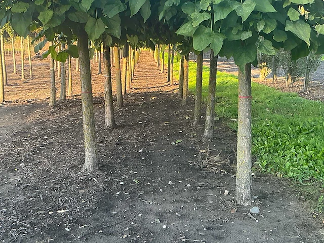 Partij catalpa bignonioides nana bomen (circa 108 stuks) - afbeelding 5 van  7