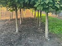 Partij catalpa bignonioides nana bomen (circa 108 stuks) - afbeelding 5 van  7