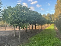Partij catalpa bignonioides nana bomen (circa 108 stuks) - afbeelding 7 van  7