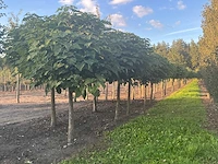 Partij catalpa bignonioides nana bomen (circa 108 stuks) - afbeelding 2 van  7