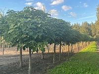 Partij catalpa bignonioides nana bomen (circa 108 stuks) - afbeelding 6 van  7