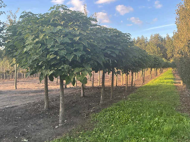 Partij catalpa bignonioides nana bomen (circa 108 stuks) - afbeelding 1 van  7