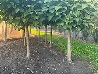 Partij catalpa bignonioides nana bomen (circa 108 stuks) - afbeelding 2 van  7