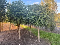 Partij catalpa bignonioides nana bomen (circa 108 stuks) - afbeelding 3 van  7
