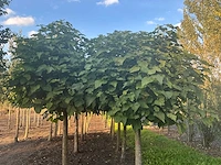 Partij catalpa bignonioides nana bomen (circa 108 stuks) - afbeelding 4 van  7