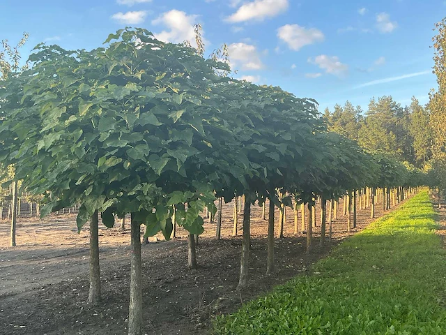 Partij catalpa bignonioides nana bomen (circa 108 stuks) - afbeelding 7 van  7