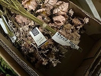Partij coco maison dry flower bouquet old pink 57cm (120x) - afbeelding 5 van  6