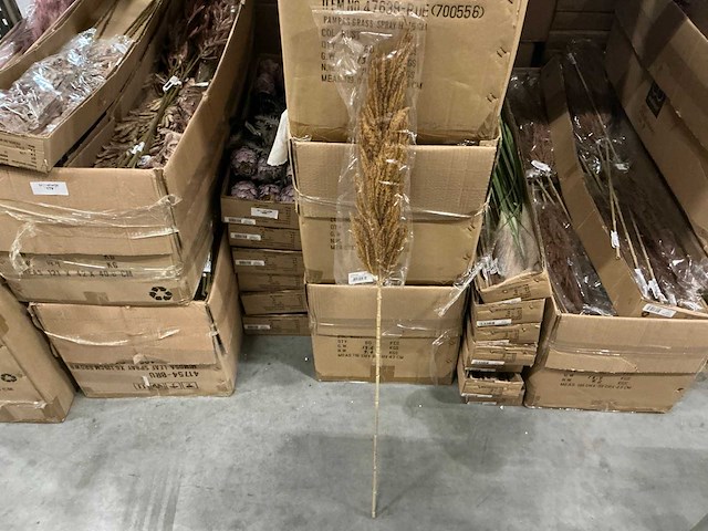 Partij coco maison pampas grass h115cm (174x) - afbeelding 1 van  4