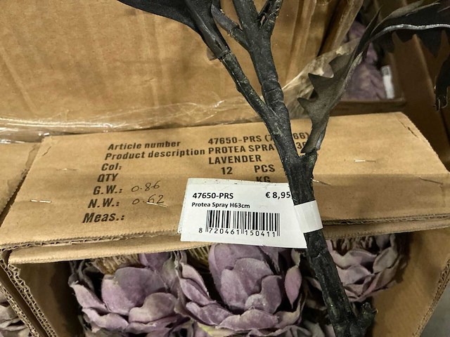 Partij coco maison protea h63cm (72x) - afbeelding 2 van  4