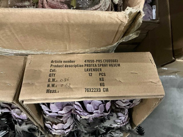 Partij coco maison protea h63cm (72x) - afbeelding 3 van  4