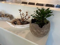 Partij decoratie en kamerplanten - afbeelding 2 van  6
