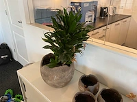 Partij decoratie en kamerplanten - afbeelding 6 van  6