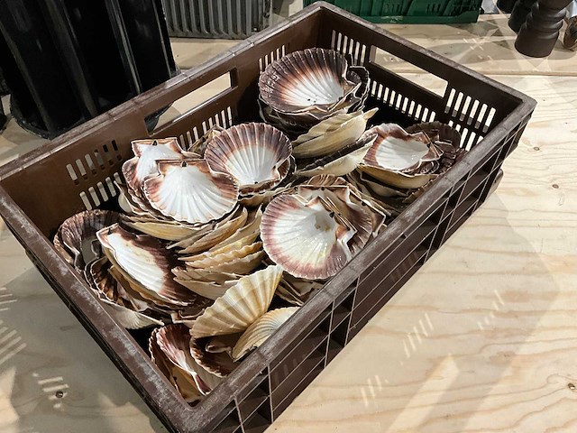 Partij decoratieve sint-jakobsschelpen - afbeelding 1 van  2