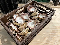 Partij decoratieve sint-jakobsschelpen - afbeelding 1 van  2