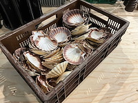 Partij decoratieve sint-jakobsschelpen - afbeelding 2 van  2