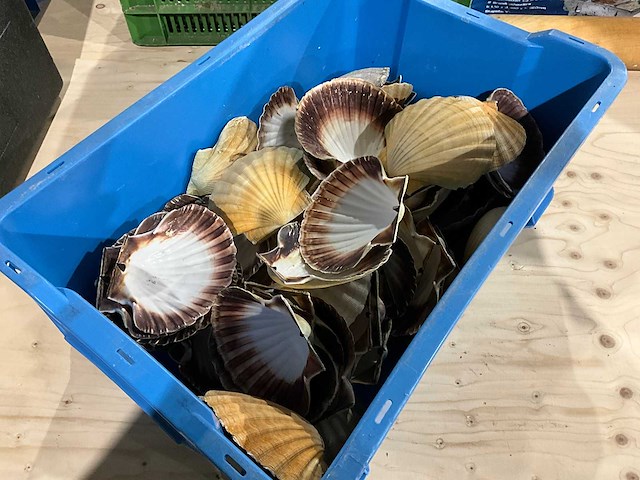 Partij decoratieve sint-jakobsschelpen - afbeelding 1 van  3