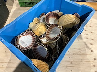 Partij decoratieve sint-jakobsschelpen - afbeelding 1 van  3