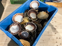 Partij decoratieve sint-jakobsschelpen - afbeelding 2 van  3