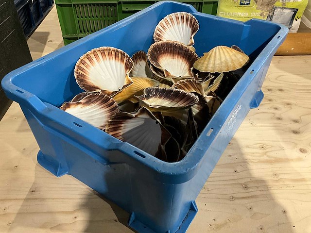 Partij decoratieve sint-jakobsschelpen - afbeelding 3 van  3