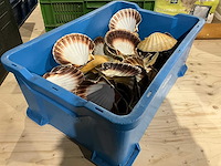 Partij decoratieve sint-jakobsschelpen - afbeelding 3 van  3