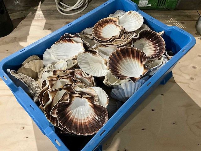 Partij decoratieve sint-jakobsschelpen - afbeelding 1 van  2