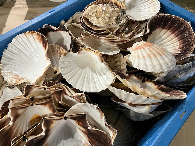 Partij decoratieve sint-jakobsschelpen - afbeelding 2 van  2