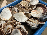 Partij decoratieve sint-jakobsschelpen - afbeelding 2 van  2