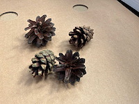 Partij dennenappels - afbeelding 1 van  4