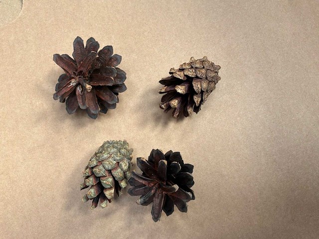 Partij dennenappels - afbeelding 4 van  4