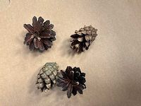 Partij dennenappels - afbeelding 4 van  4