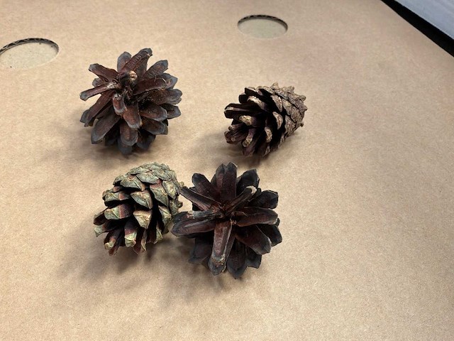 Partij dennenappels - afbeelding 1 van  3