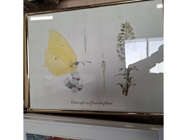 Partij diverse afbeelding in lijst - afbeelding 3 van  5