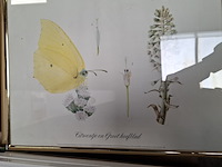 Partij diverse afbeelding in lijst - afbeelding 3 van  5