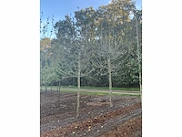 Partij diverse bomen (circa 24 stuks) - afbeelding 11 van  20
