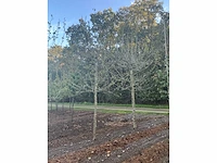 Partij diverse bomen (circa 24 stuks) - afbeelding 2 van  20