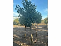 Partij diverse bomen (circa 24 stuks) - afbeelding 13 van  20
