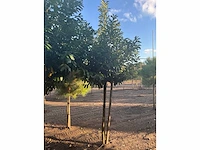 Partij diverse bomen (circa 24 stuks) - afbeelding 4 van  20