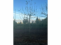 Partij diverse bomen (circa 24 stuks) - afbeelding 6 van  20