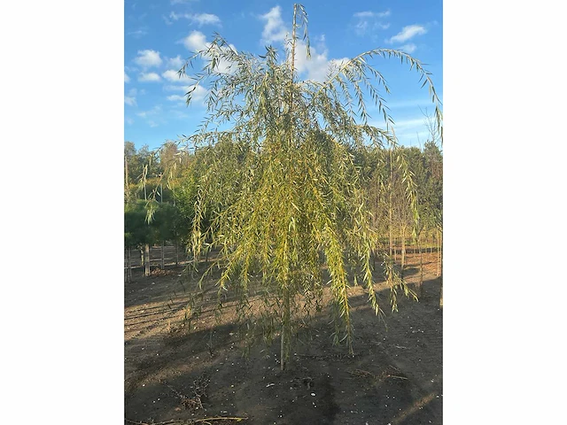 Partij diverse bomen (circa 24 stuks) - afbeelding 16 van  20