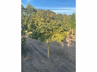 Partij diverse bomen (circa 24 stuks) - afbeelding 7 van  20